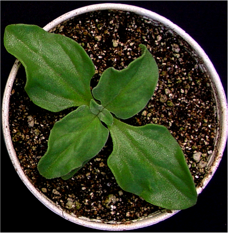 Mesembryanthemum crystallinum