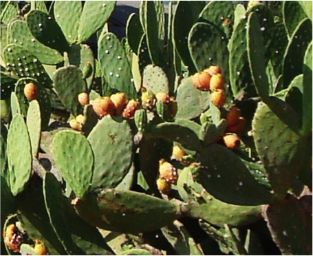 Opuntia ficus-indica