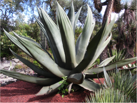 Agave americana